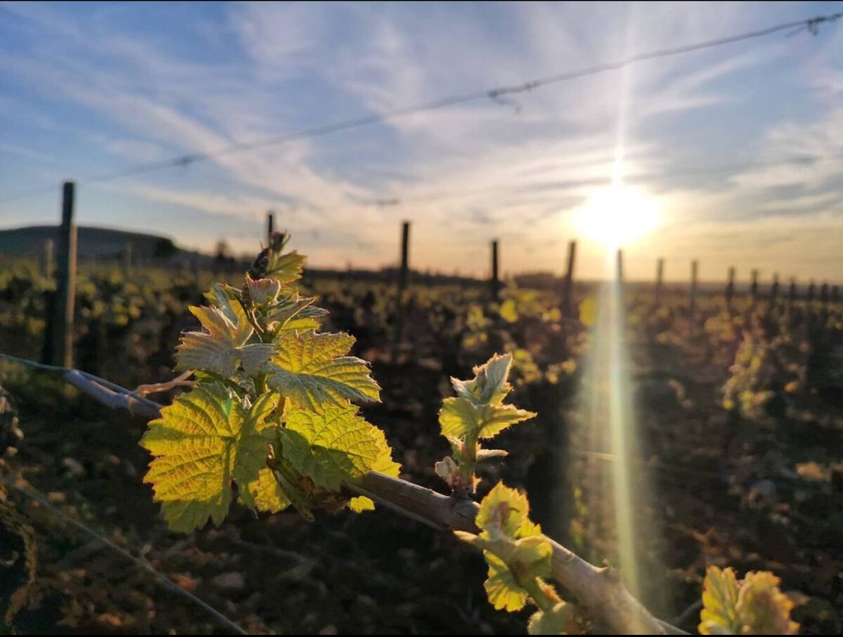 Vigne du Domaine Jean-Marc et Hugues Pavelot au lever du soleil